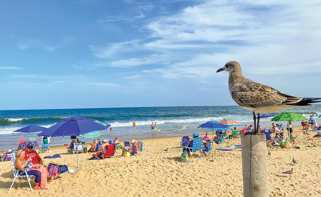 Bethany Beach And Fenwick Island Delaware Beaches Visitors Guide