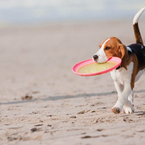 Small dog, beagle puppy playing with frisby on beach